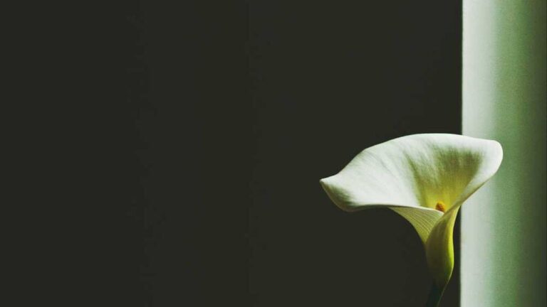 What Is Cricbet 99.In And How To Register There?